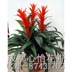 成都辦公室租花卉品種