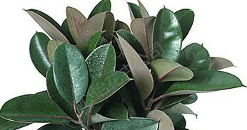 植物出租-橡皮樹(shù)