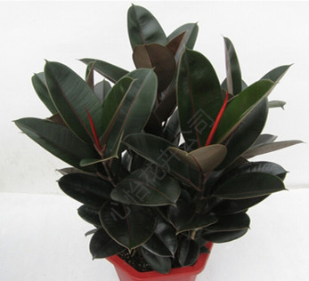 植物租賃-橡皮樹(shù)